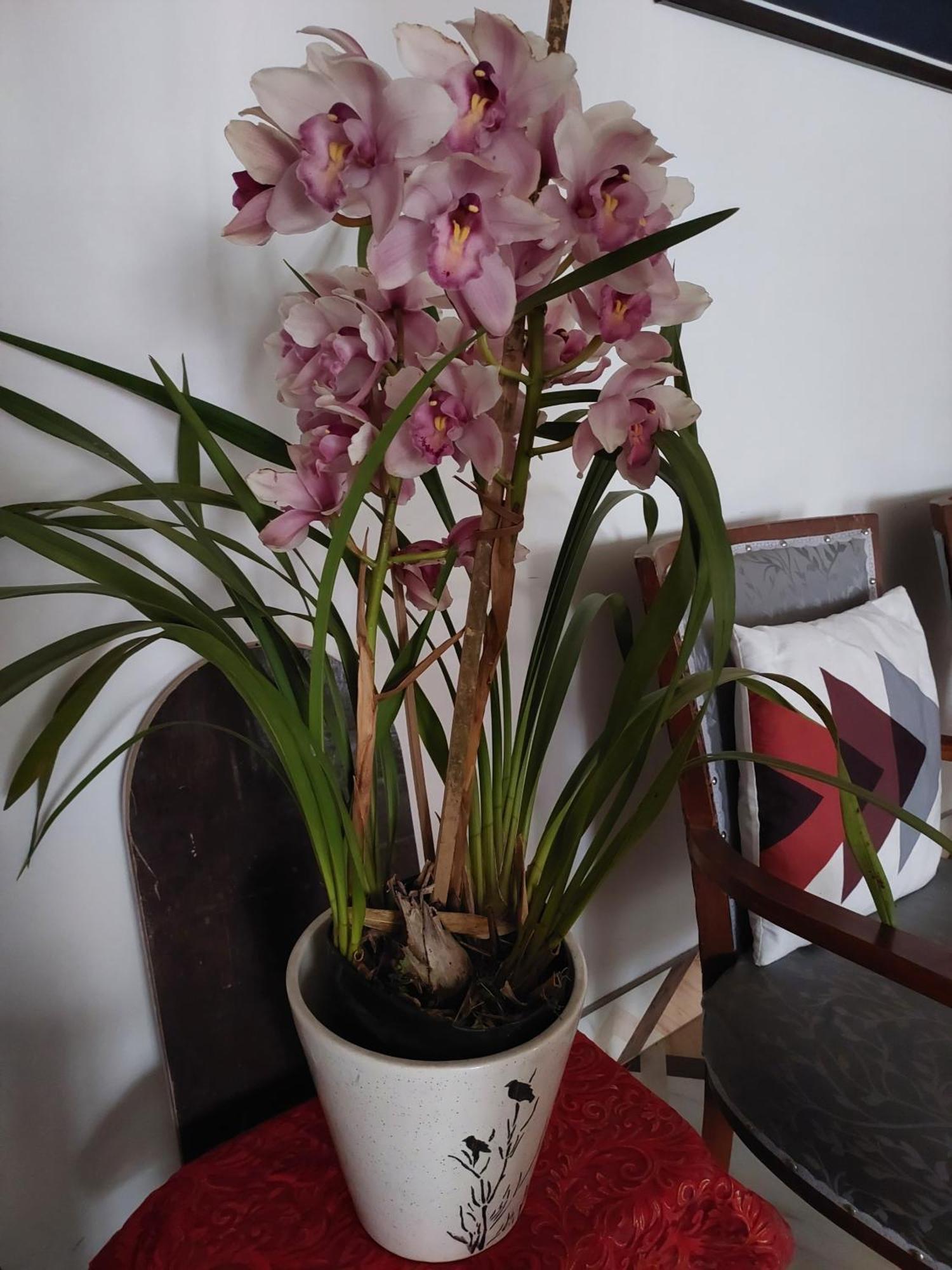 Himalok Homestay 大吉岭 外观 照片